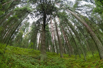 Bottom view of pines growing on a hill