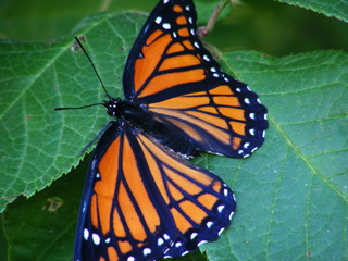 Monarch butterfly (Danaus plexippus)