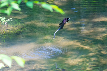サンコウチョウの水浴び