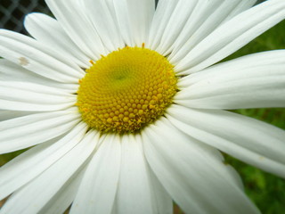 Daisy (Bellis perennis) © Gary