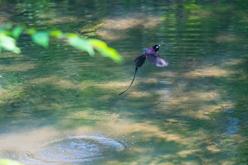 水浴びをするサンコウチョウ