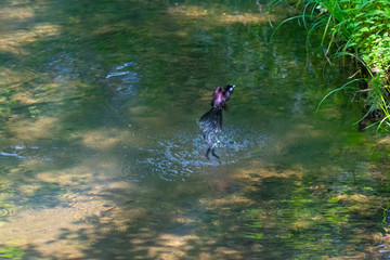 水浴びをするサンコウチョウ