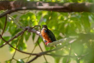 都市公園に生息するカワセミ