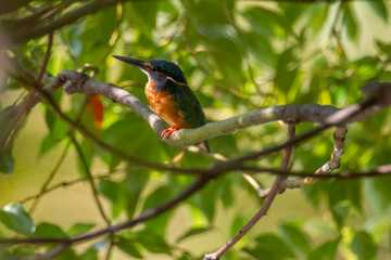 都市公園に生息するカワセミ