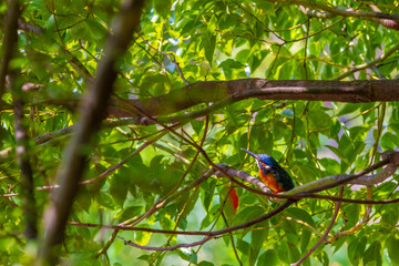 都市公園に生息するカワセミ