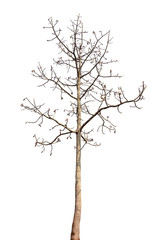 dead tree isolated on white background