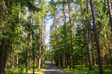 Asphalt road through the forest on a summer day