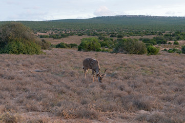 Male kudu antelope with spiral horns grazing in the wild