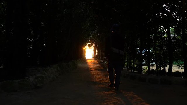 備瀬のフクギ並木