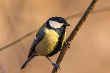 Bright tit sits on a branch in the park and looks at the photographer. City birds. Blurred background. Close-up. Wild nature. Spring soon.