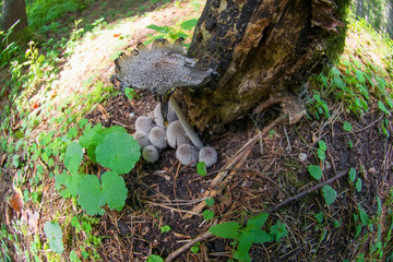 Toadstool mushrooms under a tree in the forest on a summer day