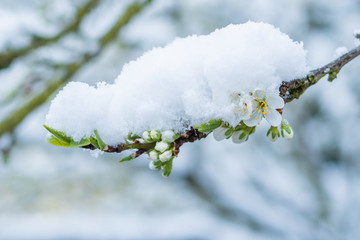 Schneehaube auf Kirschblüten - Winter im Frühling - 261545346