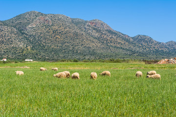 A flock of sheep grazing on spring grass surrounded by mountains. Crete, Greece.