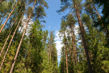 Tops of tall pines against the sky