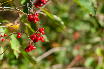 Red berries