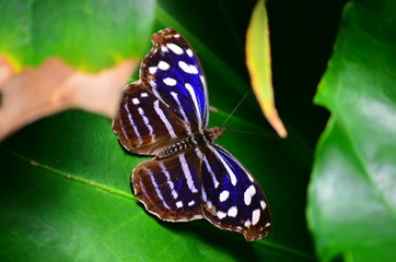 Blue Wave (Myscelia cyaniris)