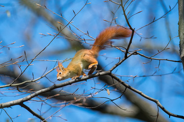 Jumping squirrel from tree to tree in air with blue background