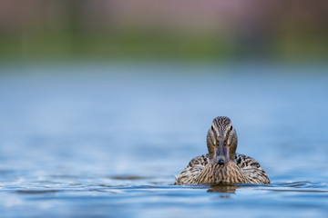 Swimming duck, portrait