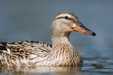 Swimming duck, portrait