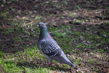 pigeon in the park