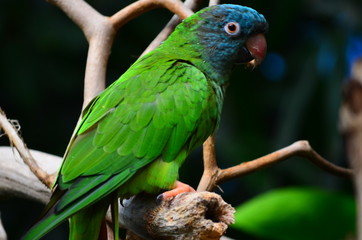 Obraz premium Sun Conure (Aratinga solstitialis)
