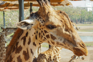 Giraffes in the zoo up close look