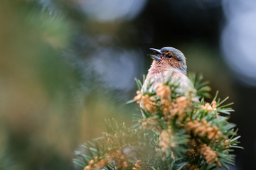 Robin bird on the branch, siting and singing