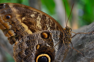 Cocoa Mort Bleu (Caligo teucer insulanus)
