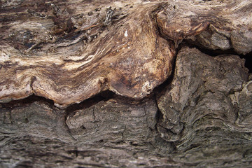 Textured wood of old tree