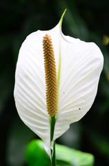 Peace Lily (Spathiphylum)