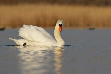 Naklejka premium swan on the lake