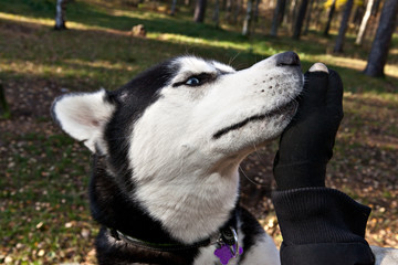 Dog Siberian Husky breed takes a treat from the hands of his owner