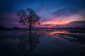 Lonely tree reflection in low tide with beautiful colorful cloud background