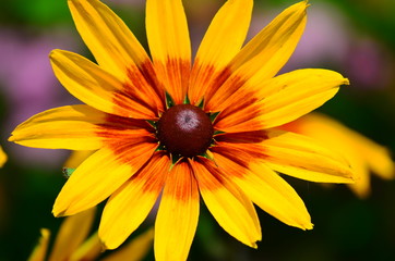 Black-eyed Susan (Rudbeckia fulgida)