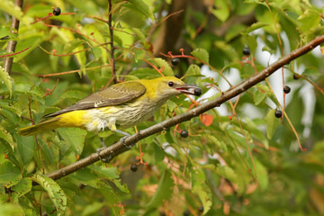 bird on a branch