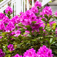 purple-pink rhododendron flowers and bush