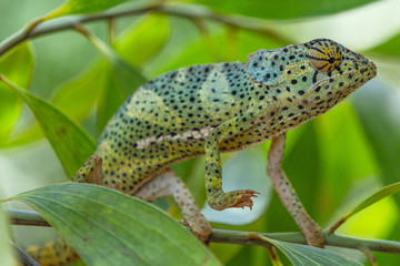 Chameleon in Unguja aka Zanzibar Island Tanzania East Africa