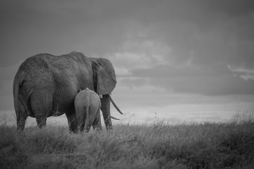 Fototapeta na wymiar Animals of Africa