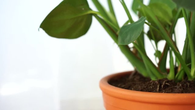 green house plant indoor video close up 