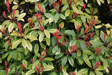 Spiraea japonica 'Goldmound'.  Spirea Goldmound bush. Japanese meadowsweet, japanese spiraea