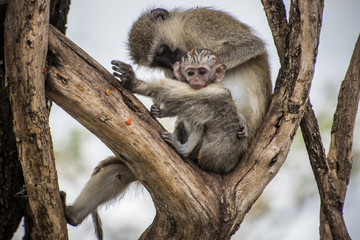 Familia de monos
