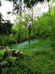 Obraz premium patches of blue forget me not Myosotis on green meadow in unspoiled nature