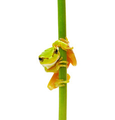Tree Frog on a green plant
