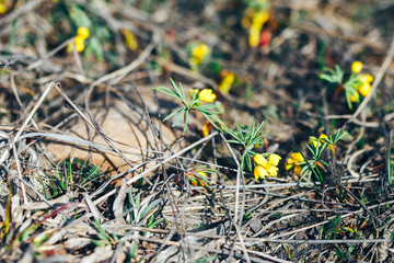 yellow snowdrop bloom in spring sunny day first flowers