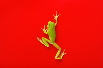 Green tree frog