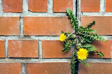 dandelion between a brick wall