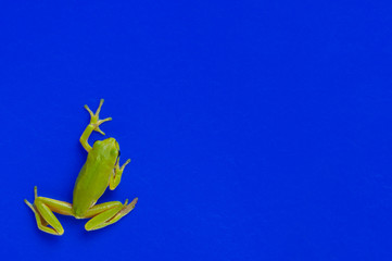 Fototapeta na wymiar Green tree frog