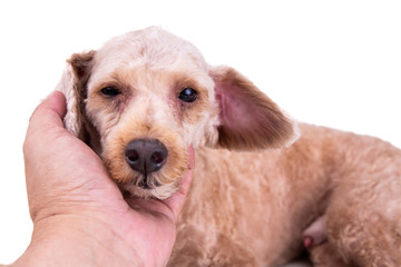 Sad depressed poodle pet dog after short hair cut grooming
