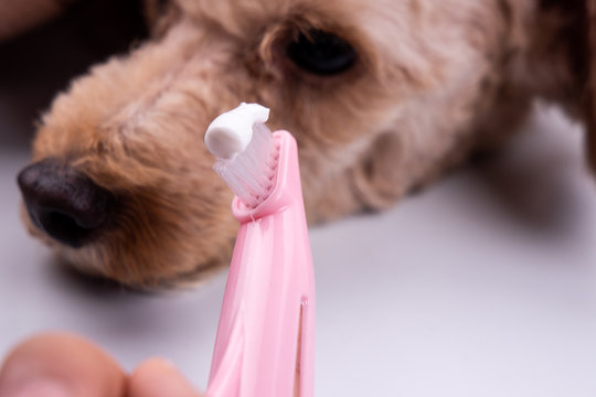 Vet holding toothbrush with toothpaste with pet dog in background