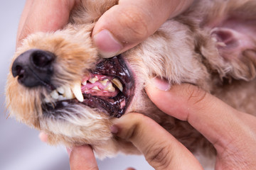 Vet showing pet dog teeth coated with plaque and tar